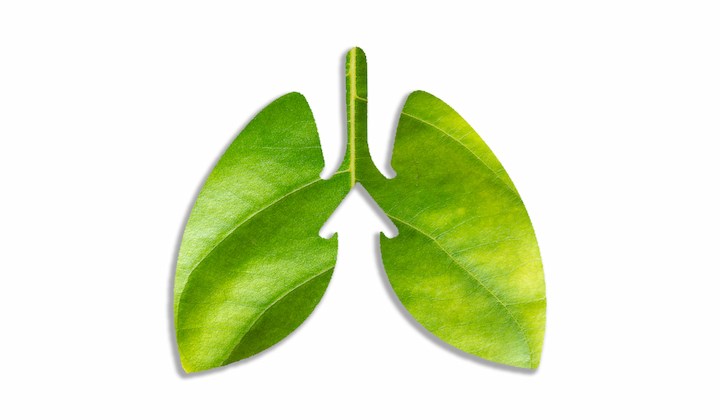 Bronchien als Blatt Bronchien mit Atemwegserkrankung